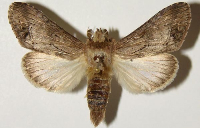 Figura 19. Adulto de <i>Nycterotis placida</i> (Notodontidae), macho vista dorsal, localidad Cuesta Canyon Tigre, Sector Santa Rosa (ACG) (270m). Voucher: 94-SRNP-9652-DHJ301306.jpg.