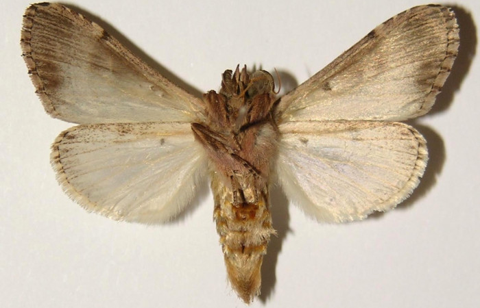 Figura 20. Adulto de <i>Nycterotis placida</i> (Notodontidae), macho vista ventral, localidad Cuesta Canyon Tigre, Sector Santa Rosa (ACG) (270m). Voucher: 94-SRNP-9652-DHJ301307.jpg.