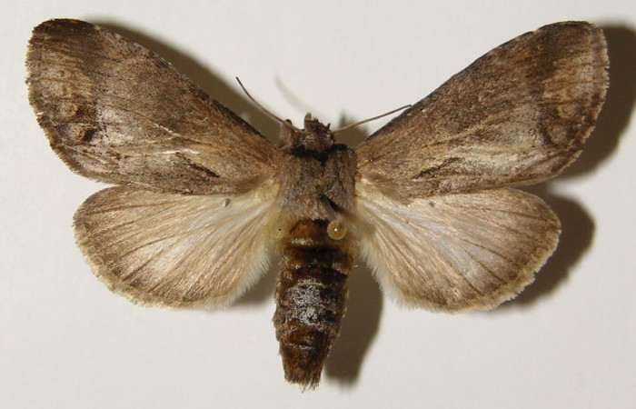 Figura 21. Adulto de <i>Nycterotis placida</i> (Notodontidae), hembra vista dorsal, localidad Cuesta Canyon Tigre, Sector Santa Rosa (ACG) (270m). Voucher:94-SRNP-9654-DHJ301308.jpg.