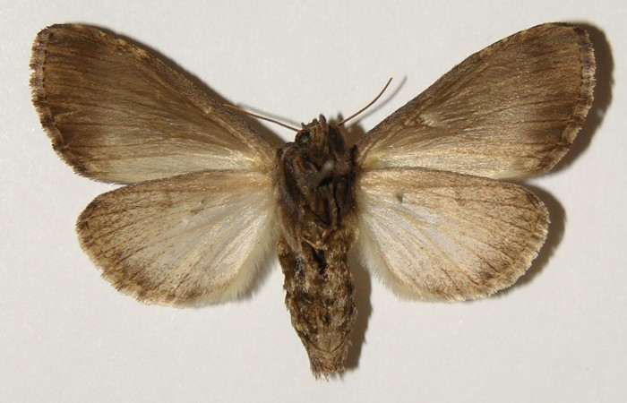 Figura 22. Adulto de <i>Nycterotis placida</i> (Notodontidae), hembra vista ventral, localidad Cuesta Canyon Tigre, Sector Santa Rosa (ACG) (270m). Voucher: 94-SRNP-9654-DHJ301309.jpg.