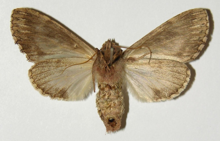 Figura 16. Adulto de <i>Nycterotis</i> ravanaICG02 (Notodontidae), hembra vista ventral, localidad Area Administrativa, Sector Santa Rosa (ACG) (280m). Voucher: 98-SRNP-11497-DHJ301311.jpg.