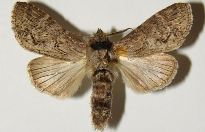 Figura 13. Adulto de <i>Nycterotis</i> ravanaICG02 (Notodontidae), macho vista dorsal, localidad Area Administrativa, Sector Santa Rosa (ACG) (295m). Voucher: 98-SRNP-9878-DHJ301302.jpg.