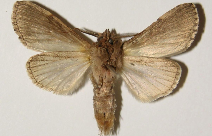 Figura 14. Adulto de <i>Nycterotis</i> ravanaICG02 (Notodontidae), macho vista ventral, localidad Area Administrativa, Sector Santa Rosa (ACG) (295m). Voucher: 98-SRNP-9878-DHJ301303.jpg.