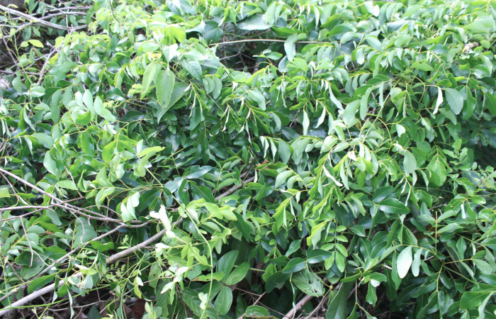 Figura 23. Planta hospedera de <i>Nycterotis</i> xylinoidesDHJ01 (Notodontidae), esta planta se llama <i>Entada gigas</i> (Fabaceae), localidad Sendero Manguera Estación Quica Sector Pitilla ACG (470m).