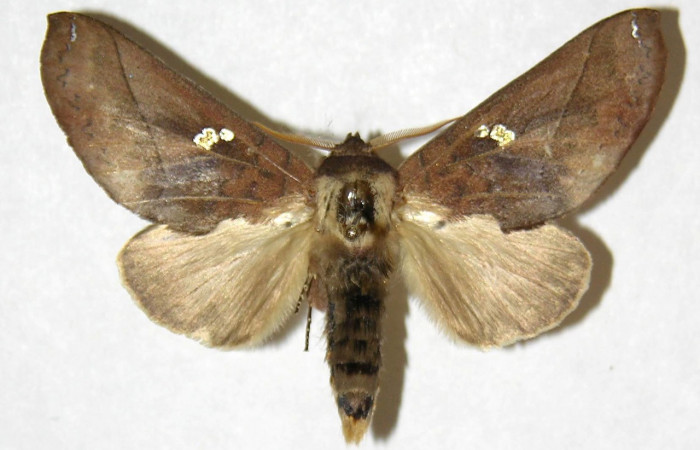 Fig. 17. Macho de <i>Hapigiodes sigifredomarini</i> (Notodontidae). Vista dorsal. Voucher: 04-SRNP-13037-DHJ31176. 