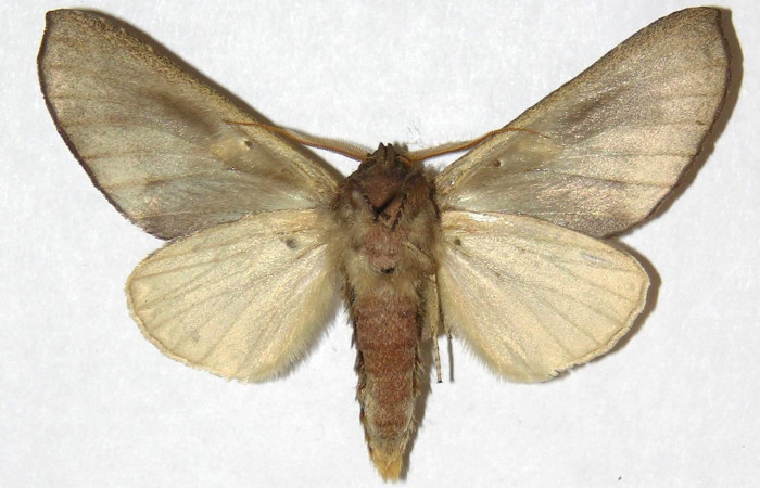 Fig. 17. Macho de <i>Hapigiodes sigifredomarini</i> (Notodontidae). Vista ventral. Voucher: 04-SRNP-13037-DHJ31177. 