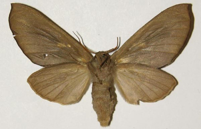 Fig. 19. Hembra de <i>Hapigiodes sigifredomarini</i> (Notodontidae). Vista ventral. Voucher: 04-SRNP-23583-DHJ301555. 