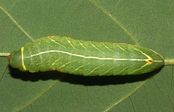 Fig. 5. Vista dorsal larva  <i>Hapigiodes sigifredomarini</i> (Notodontidae), comiendo <i>Lonchocarpus heptaphyllus</i> (Fabaceae). Voucher: 17-SRNP-31657-DHJ739411.