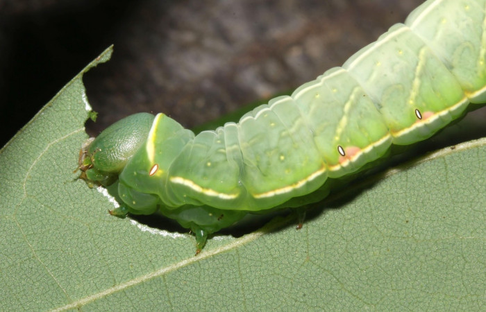 Fig. 2. Larva <i>Hapigiodes sigifredomarini</i> (Notodontidae), comiendo <i>Lonchocarpus heptaphyllus</i> (Fabaceae). Voucher: 17-SRNP-31657-DHJ739547.