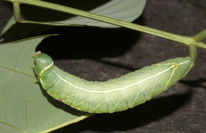 Fig. 3. Larva <i>Hapigiodes sigifredomarini</i> (Notodontidae), comiendo <i>Lonchocarpus heptaphyllus</i> (Fabaceae). Voucher: 17-SRNP-31657-DHJ739549.