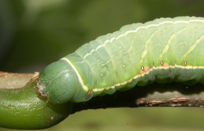 Fig. 6. Detalle color verde de su cabeza <i>Hapigiodes sigifredomarini</i> (Notodontidae), comiendo <i>Lonchocarpus heptaphyllus</i> (Fabaceae). Voucher: 17-SRNP-31657-DHJ739550.