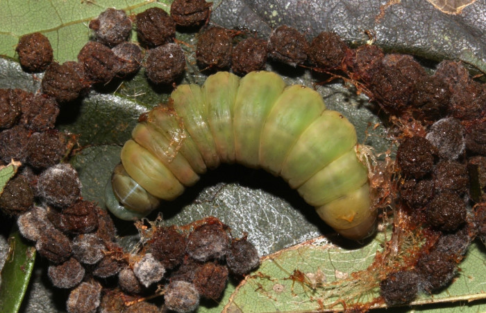 Fig. 12. Prepupa vista dorsal  <i>Hapigiodes sigifredomarini</i> (Notodontidae), realizando capullo con heces y seda. Voucher: 17-SRNP-31657-DHJ739694.