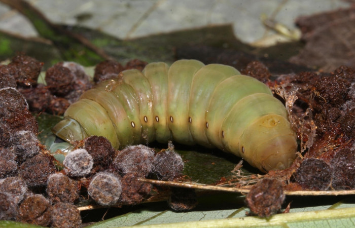 Fig. 13. Prepupa vista lateral  <i>Hapigiodes sigifredomarini</i> (Notodontidae), realizando capullo con heces y seda. Voucher: 17-SRNP-31657-DHJ739695.