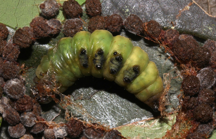 Fig. 14. Prepupa vista dorsal  <i>Hapigiodes sigifredomarini</i> (Notodontidae), realizando capullo con heces y seda. Voucher: 17-SRNP-31657-DHJ739696.