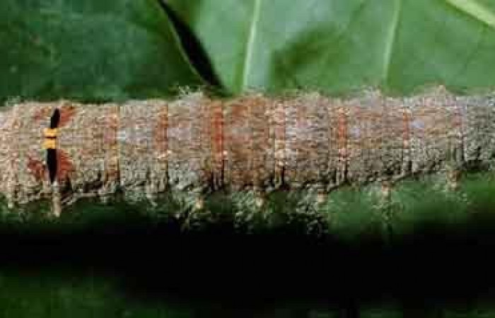 Figura 4. Larva <i>Artace</i> cribrariaDHJ02 (Lasiocampidae), posición dorsal en <i>Myrsine coriacea</i>  (Primulaceae). Area de Conservación Guanacaste, Sector Cacao. 99-SRNP-1132-DHJ50513.jpg.