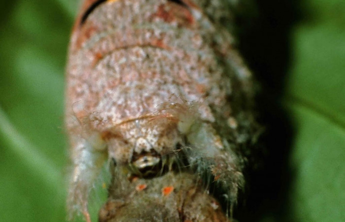 Figura 3. Larva <i>Artace</i> cribrariaDHJ02 (Lasiocampidae), posición cabeza en  <i>Myrsine coriacea</i> (Primulaceae). Area de Conservación Guanacaste, Sector Cacao. 99-SRNP-1132-DHJ50514.jpg.