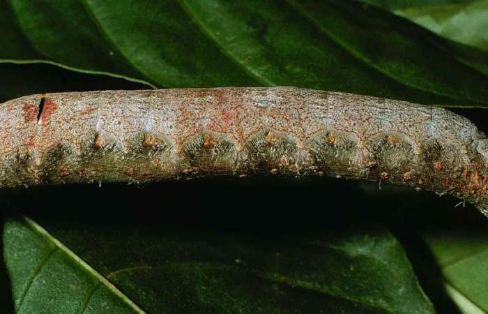 Figura 2. Larva  <i>Artace</i> cribrariaDHJ02 (Lasiocampidae), posición lateral en <i>Myrsine coriacea</i> (Primulaceae). Area de Conservación Guanacaste, Sector Cacao. 99-SRNP-1132-DHJ50529.jpg.