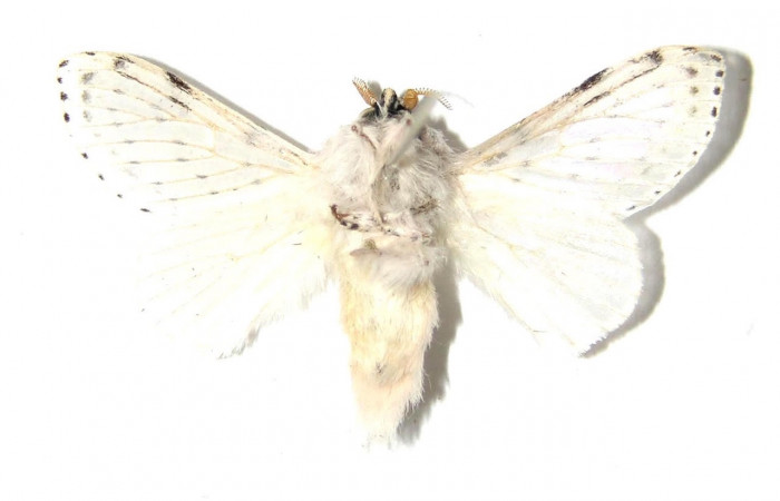 Figura 7. Adulto  <i>Artace</i>  cribrariaDHJ02 (Lasiocampidae), macho, posición ventral. Area de Conservación Guanacaste, Sector Santa Rosa 99-SRNP-1133-DHJ329649.