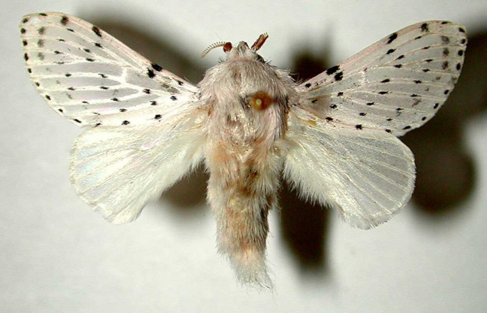 Figura 6. Adulto  <i>Artace</i> cribrariaDHJ02 (Lasiocampidae), hembra, posición dorsal. Area de Conservación Guanacaste, Sector Santa Rosa 99-SRNP-1133-DHJ33248.