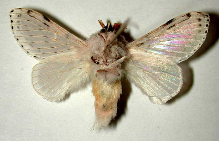 Figura 5. Adulto  <i>Artace</i> cribrariaDHJ02 (Lasiocampidae), hembra posición ventral. Area de Conservación Guanacaste, Sector Santa Rosa. 99-SRNP-1133-DHJ33249.