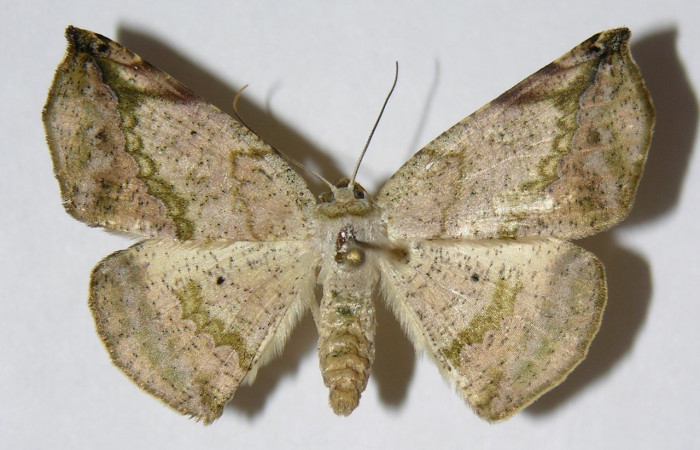 Fig. 12. Adulto <i>Eusarca nemora</i>, vista dorsal, (hembra) en alas extendidas, mide 37 mm. Voucher 04-SRNP-48867-DHJ326172.