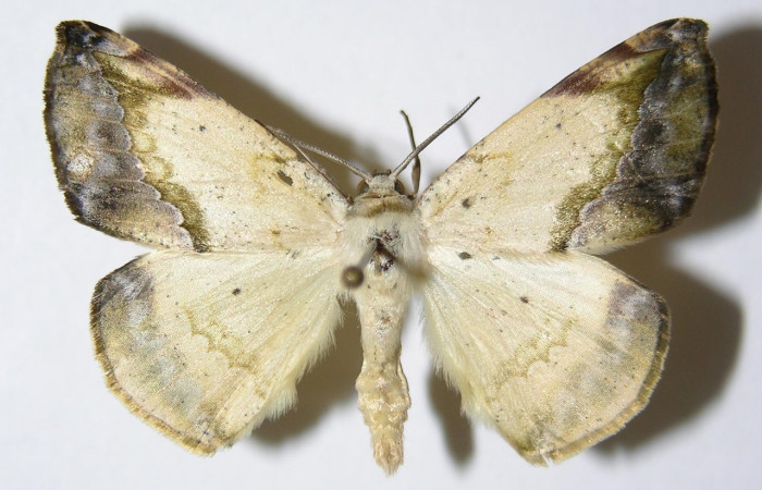 Fig. 14. Adulto <i>Eusarca nemora</i>, vista dorsal, (macho) en alas extendidas, mide 37 mm.
Voucher 04-SRNP-48869-DHJ326004.