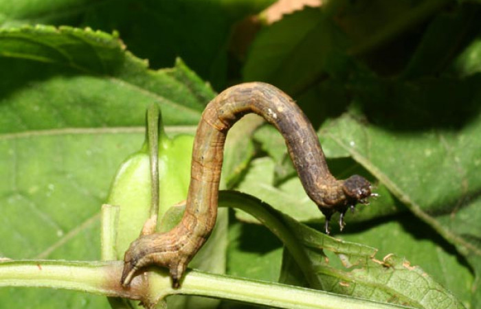 Fig 2. Larva <i>Eusarca nemora</i>, (Geometridae) localizado en Sendero Palmas, en último estadio, largo 23 mm. Voucher 06-SRNP-47759-DHJ417623.jpg.