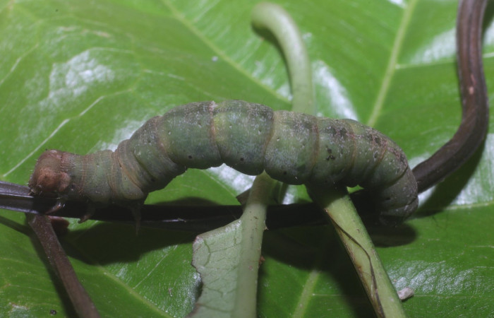 Fig. 8. Prepupa de larva <i>Eusarca nemora</i>, lateral entero, largo 35 mm. Estación Leiva
Voucher 18-SRNP-80986-DHJ753405.jpg.