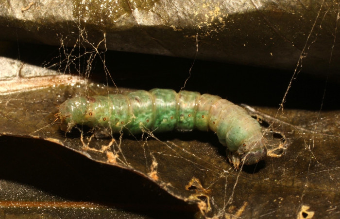Fig. 9. Prepupa de larva <i>Eusarca nemora</i>, largo 18 mm Estación cacao.
Voucher 19-SRNP-35720-DHJ770211.jpg.