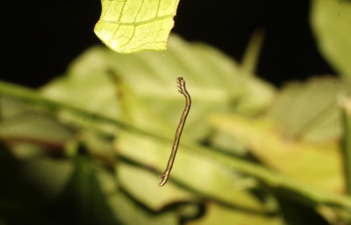 Fig 7. Larva <i>Eusarca nemora</i>, en segundo estadio colgado al hilo de seda. Estación Cacao. Voucher 19-SRNP-35720-DHJ770369.jpg.