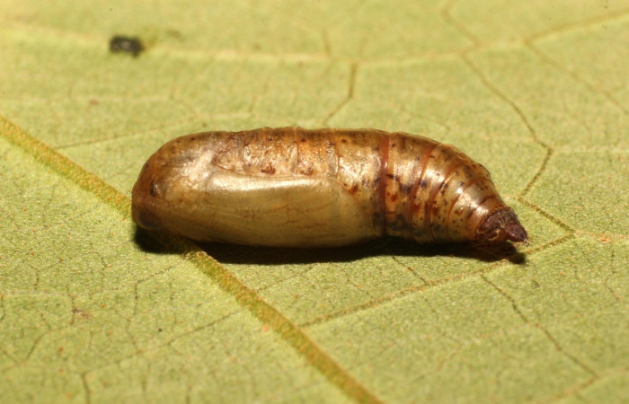 Fig. 11. Pupa de larva. <i>Eusarca nemora</i>, largo 12 mm Estación cacao.
Voucher 19-SRNP-35752-DHJ770280.jpg.