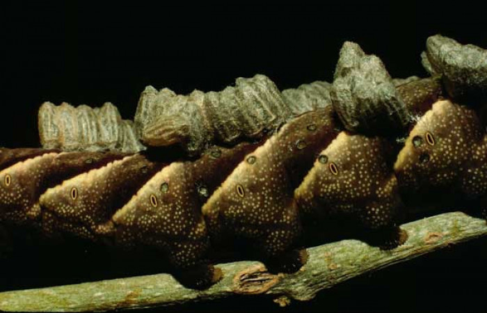  Capulos de <i>Microplitis espinachi</i> (Braconidae)en <i>Manduca occulta</i> (Sphingidae). Sector Santa Rosa, Bosque San Emilio. Voucher 93-SRNP-1906-DHJ17392.jpg.