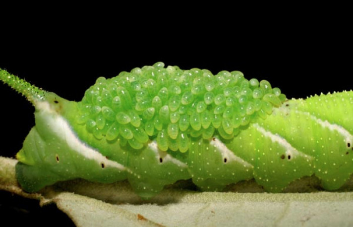  Larvas de <i>Euplectrus testaceipes</i> (Eulophidae) en <i>Manduca occulta</i> (Sphingidae). Sector Cacao, Quebrada Heliconia. Voucher 06-SRNP-45906-DHJ415011.jpg.