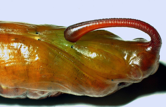  Pupa de <i>Manduca occulta</i> (Sphingidae) en posición lateral  del torax . Sector Santa Rosa, Area Administrativa. Voucher 01-SRNP-14565-DHJ58765.jpg.