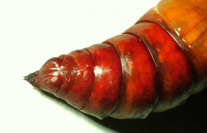  Pupa de <i>Manduca occulta</i> (Sphingidae) en posición ventral  de la parte posterior . Sector Santa Rosa, Area Administrativa. Voucher 01-SRNP-14565-DHJ58756.jpg.