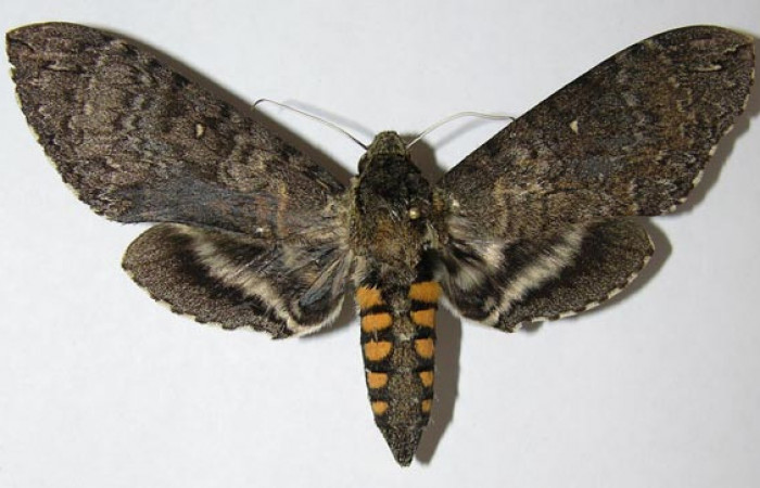  Adulto en posición dorsal de <i>Manduca Occulta</i> (Sphingidae).  Sector Cacao, Quebrada Heliconia. Voucher  07-SRNP-45689-DHJ384594.
