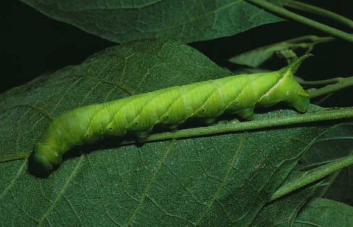  Larva en posición lateral de <i>Manduca occulta</i> (Sphingidae), U estadio. Sector Santa Rosa, Bosque San Emilio. Voucher 87-SRNP-657-DHJ9976.jpg.