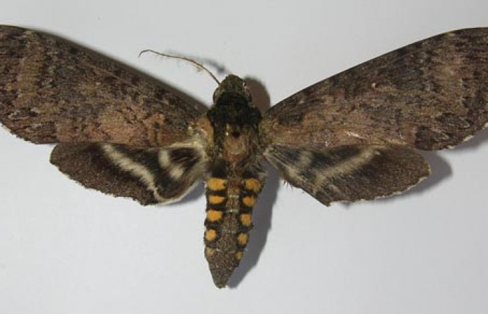  Adulto en posición dorsal de <i>Manduca Occulta</i> (Sphingidae).  Sector San Cristóbal, Tajo Angeles. Voucher  11-SRNP-2494-DHJ556500.