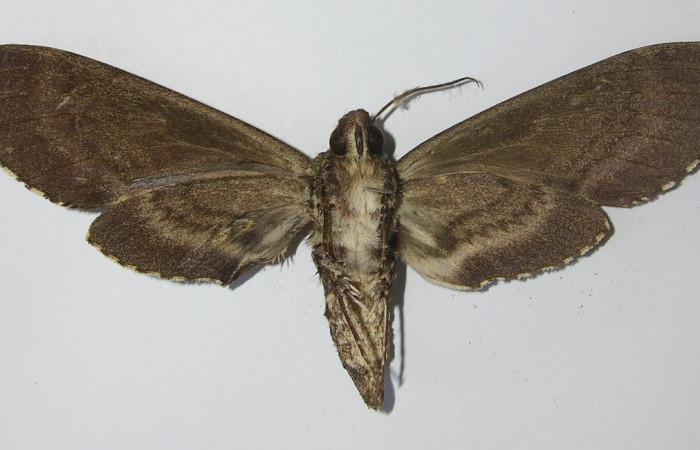  Adulto en posición ventral de <i>Manduca Occulta</i> (Sphingidae).  Sector San Cristóbal, Tajo Angeles. Voucher  11-SRNP-2494-DHJ556501.