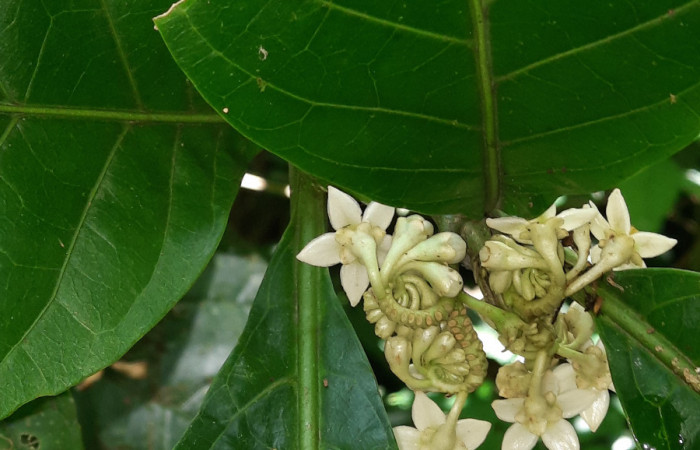  Flores de <i>Solanum rovirosanum</i> (Solanaceae), planta hospedera de <i>Manduca occulta</i> (Sphingidae). Sector San Cristóbal, Finca San Gabriel. Foto, Elda Araya. 3 Abril 2021.
