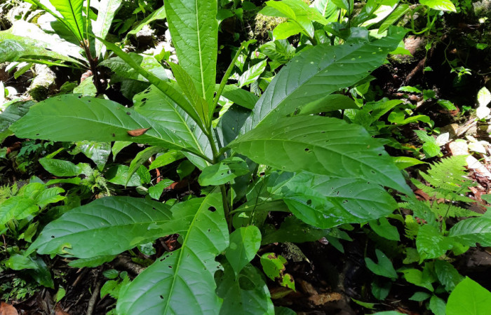  Planta juvenil de <i>Solanum rovirosanum</i> (Solanaceae), planta hospedera de <i>Manduca occulta</i> (Sphingidae). Sector San Cristóbal, Finca San Gabriel. Foto, Elda Araya. 3 Abril 2021.
