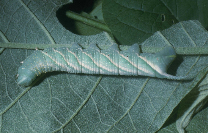  Larva en posición lateral de <i>Manduca occulta</i> (Sphingidae), U estadio. Sector Cacao, Quebrada Otilio. Voucher 04-SRNP-46514-DHJ85652.jpg.