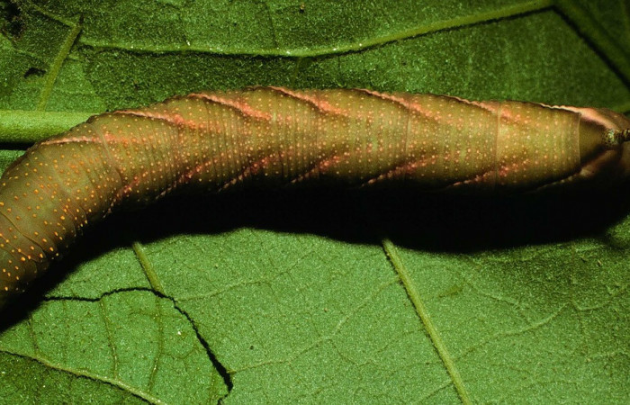  Larva en posición dorsal de <i>Manduca occulta</i> (Sphingidae), U estadio. Sector Santa Rosa, Sendero Natural. Voucher 96-SRNP-6888-DHJ27957.jpg.