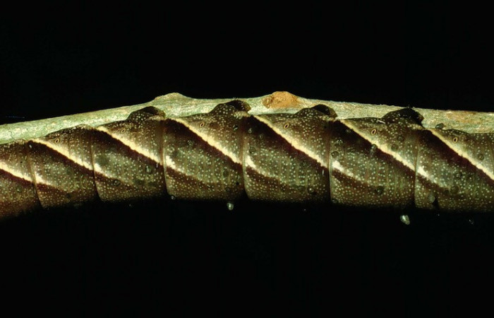  Larva en posición lateral de <i>Manduca occulta</i> (Sphingidae), U estadio. Sector Santa Rosa, Bosque San Emilio. Voucher 93-SRNP-1906-DHJ26166.jpg.