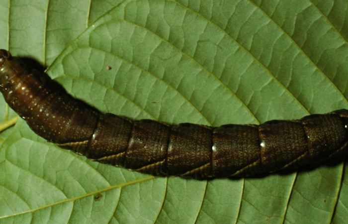  Larva en posición dorsal de <i>Manduca occulta</i> (Sphingidae), U estadio. Sector Santa Rosa, Area Administrativa . Voucher 98-SRNP-8795-DHJ46879.jpg.