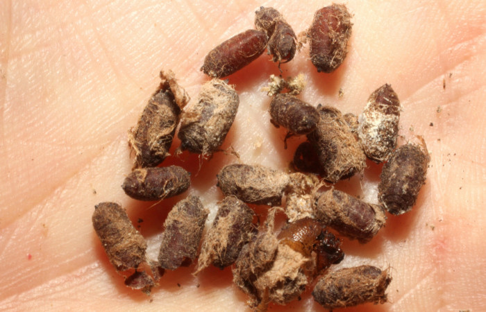  Puparios de <i>Drino</i> rhoeoDHJ05  (Tachinidae) en <i>Manduca occulta</i> (Sphingidae). Sector Santa Rosa, Area administrativa. Voucher 13-SRNP-16372-DHJ804544.jpg.