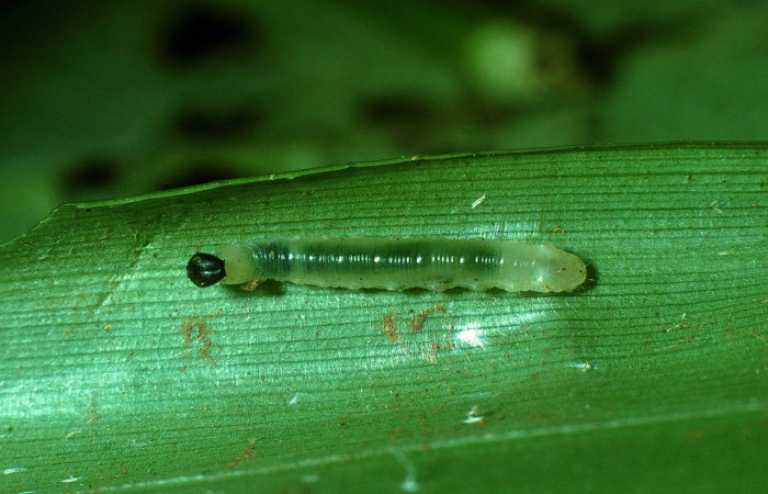 Larva de <i>Aroma henricus</i> (Hesperiidae).Tercer estadio. Posición lateral. Voucher: 03-SRNP-37327-DHJ80332.jpg.