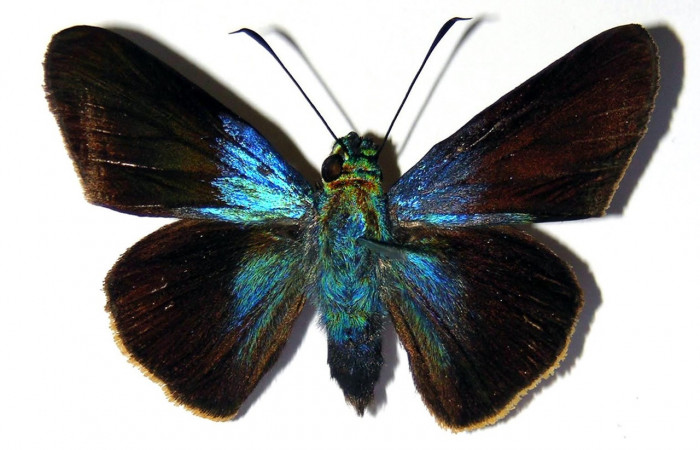 Adulto de <i>Aroma henricus</i> (Hesperiidae). Hembra. Voucher: 04-SRNP-2834-DHJ99394.