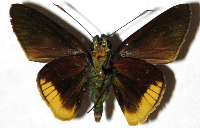 Adulto de <i>Aroma henricus</i> (Hesperiidae). Macho. Voucher: 04-SRNP-55493-DHJ306613.