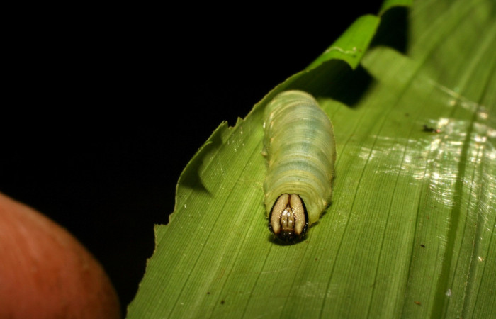 Parte frontal de <i>Aroma henricus</i> (Hesperiidae). Último estadio. Voucher: 05-SRNP-41817-DHJ407193.jpg.